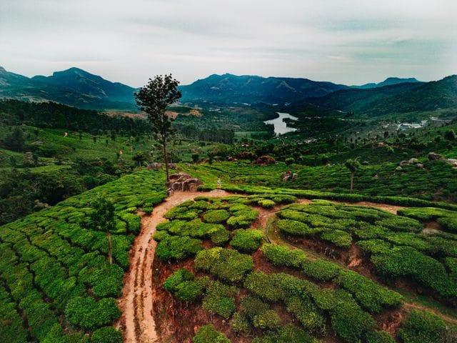 Tea plantation captions in munnar