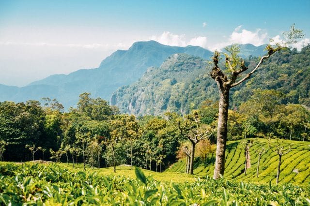 Unique instagram captions for munnar photos