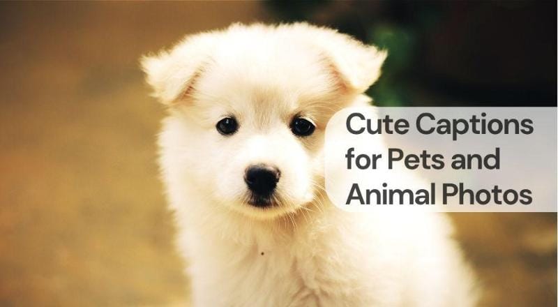 Cute captions for pets and animal photos