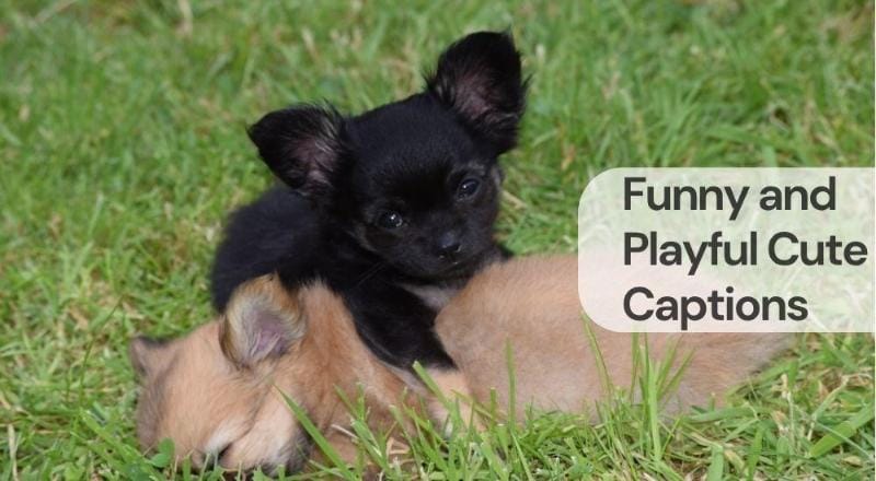 Funny and playful cute captions