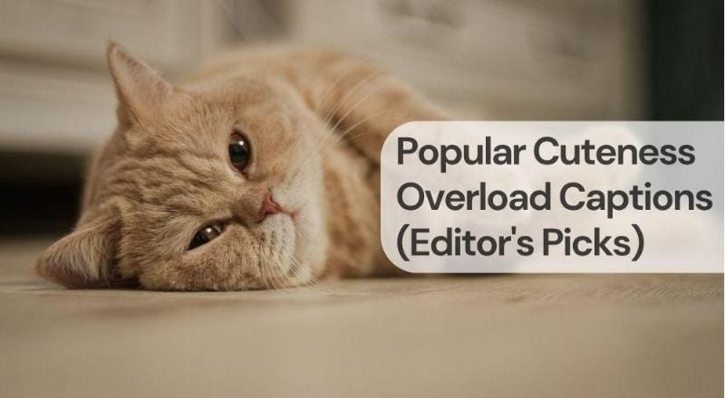 Popular cuteness overload