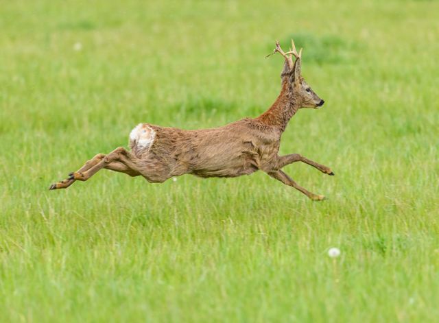 Nature and wildlife captions for hunters