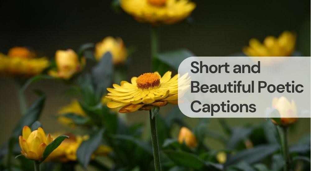 Short poetic captions
